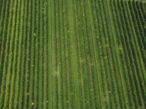 overhead view of an orchard